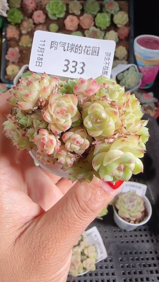 1118-333群生不包整