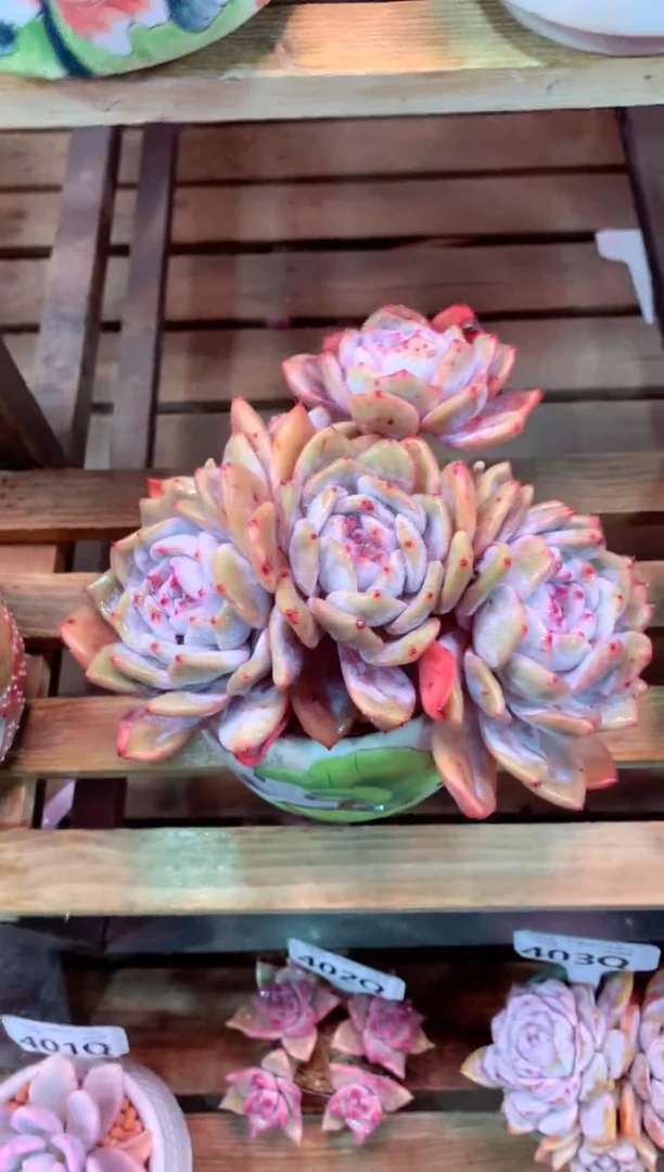 407Q（一物一拍，精品多肉，所见即所得 ）