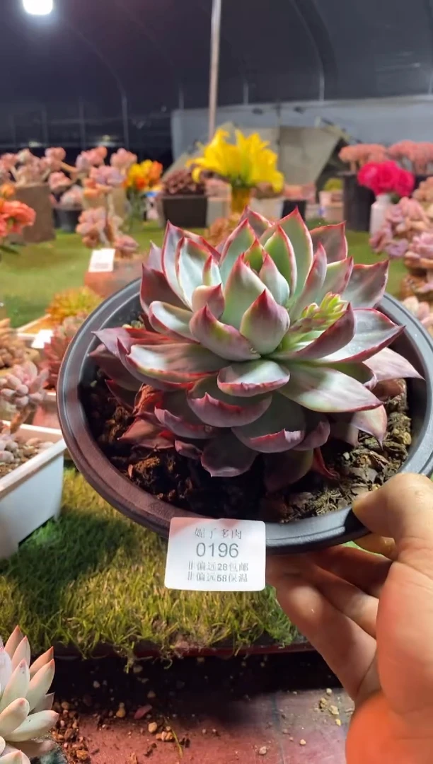 【闪购商品】翻叶惊鸿0196aaaa