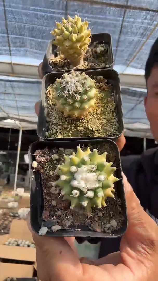 实生黄体娇丽19.99
