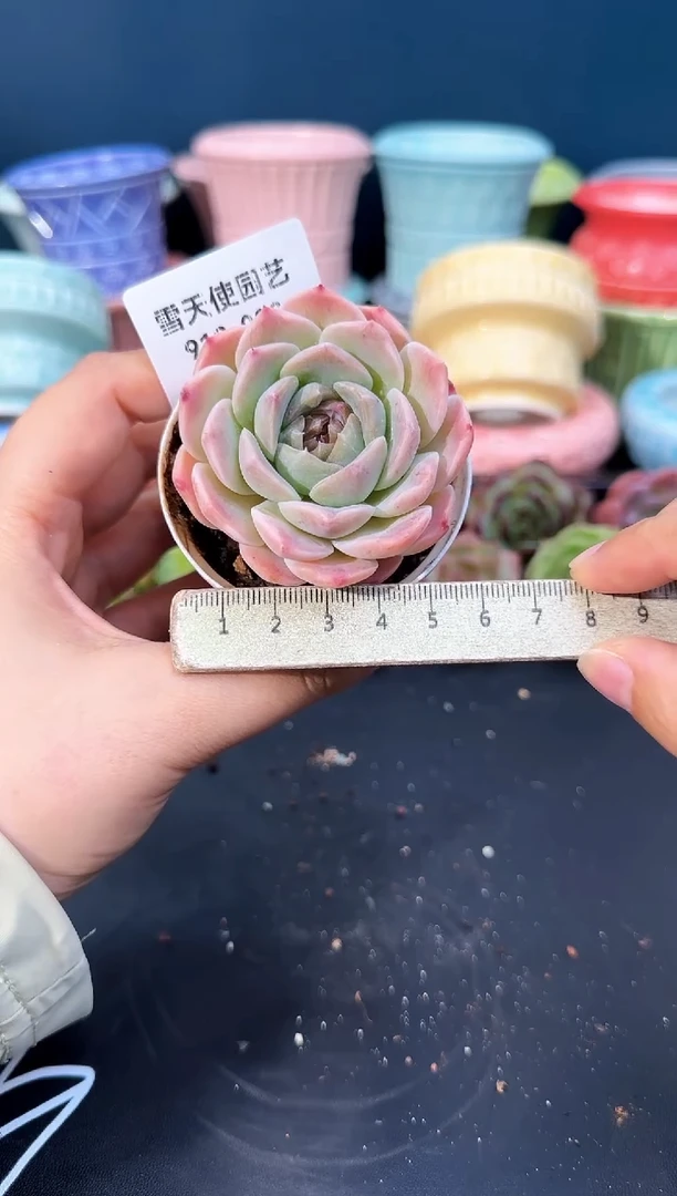 918-080青山（冠幅5CM）