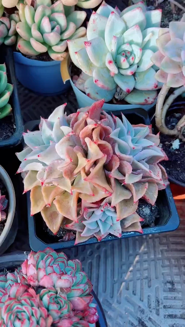 【闪购商品】04166