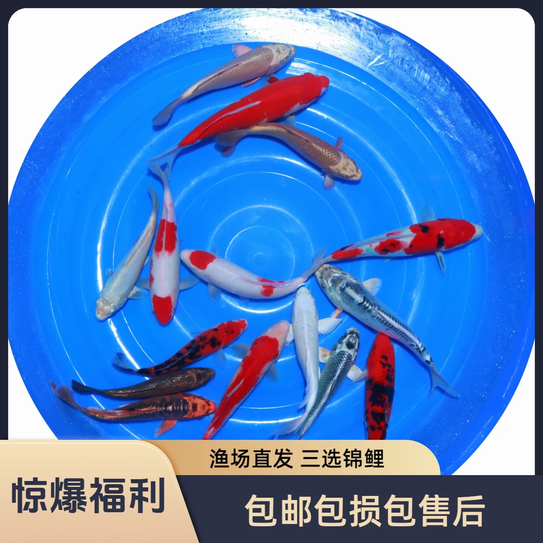 （随机发货）精选锦鲤红白大正10-14公分混搭顺丰包邮