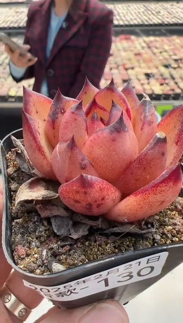 【闪购商品】新款多肉-130