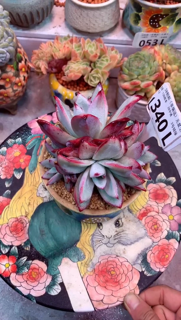 外翻叶祖母绿340L（一物一拍，精品多肉，所见即所得 ）