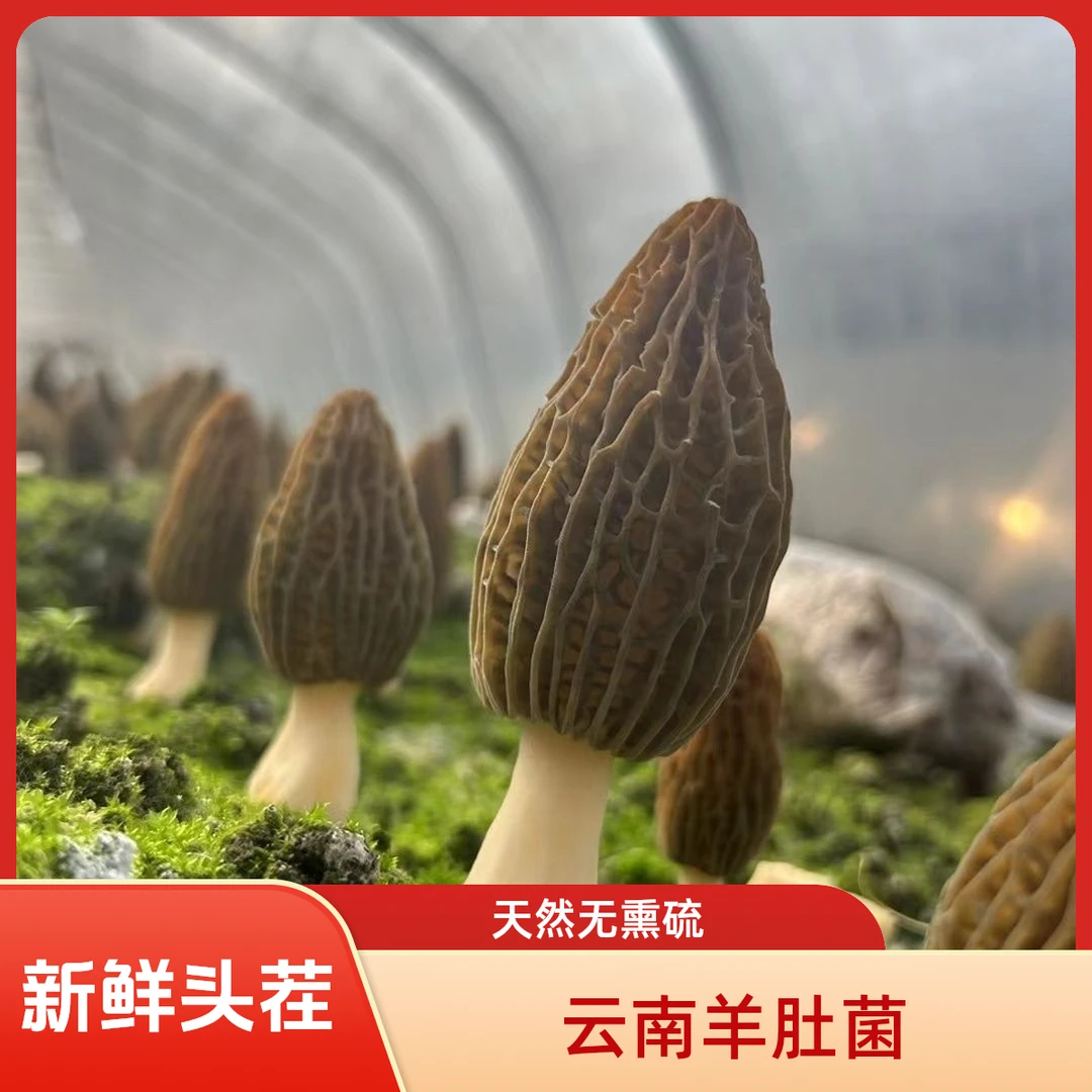 云南羊肚菌新鲜头茬菌菇无熏硫天然足干厚肉儿童煲汤食材