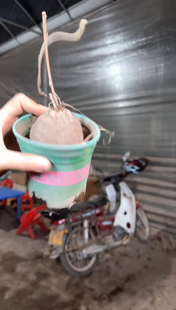 龟甲龙【带根】5-8cm