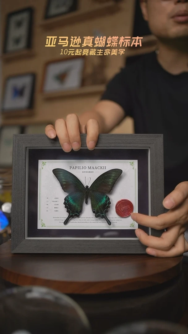 有机玻璃绿带翠凤蝶夏型国风版