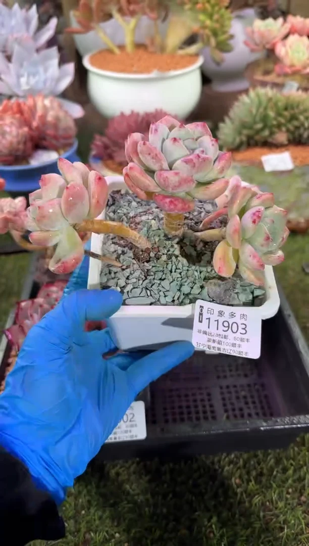 【闪购商品】11903