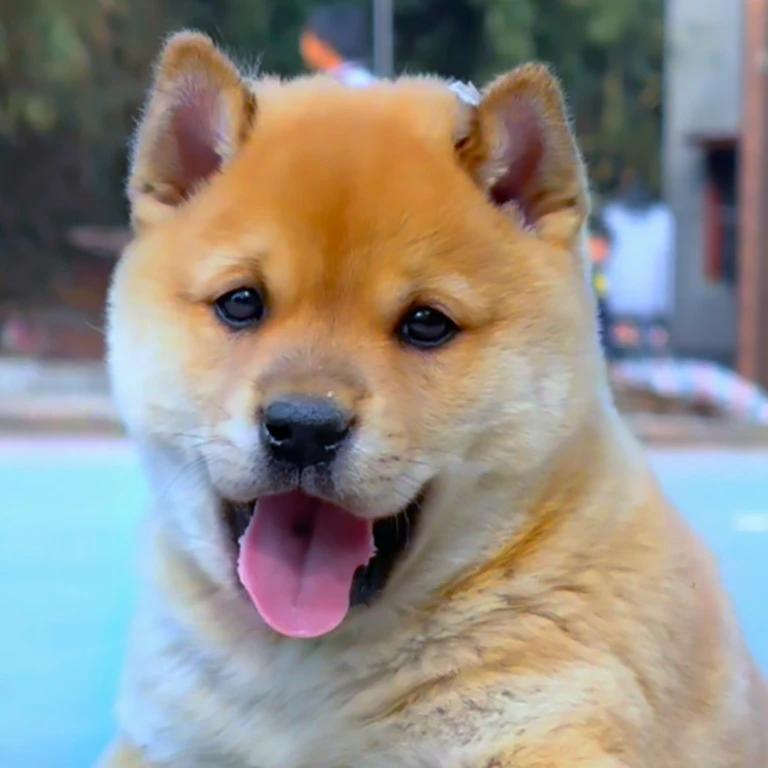 广西平南阿斌田园犬批发基地（请勿乱拍以直播间展示为准）