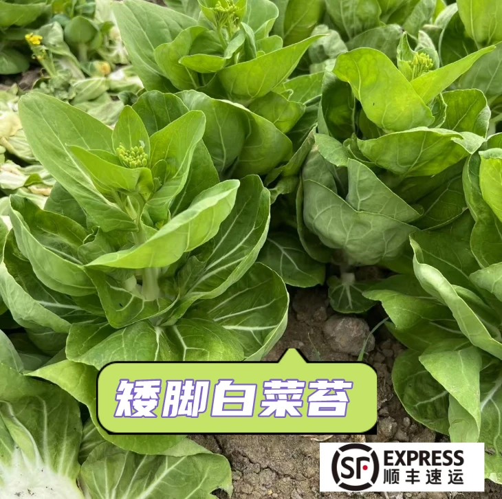 精选矮脚黄白菜顺丰包邮现摘发货