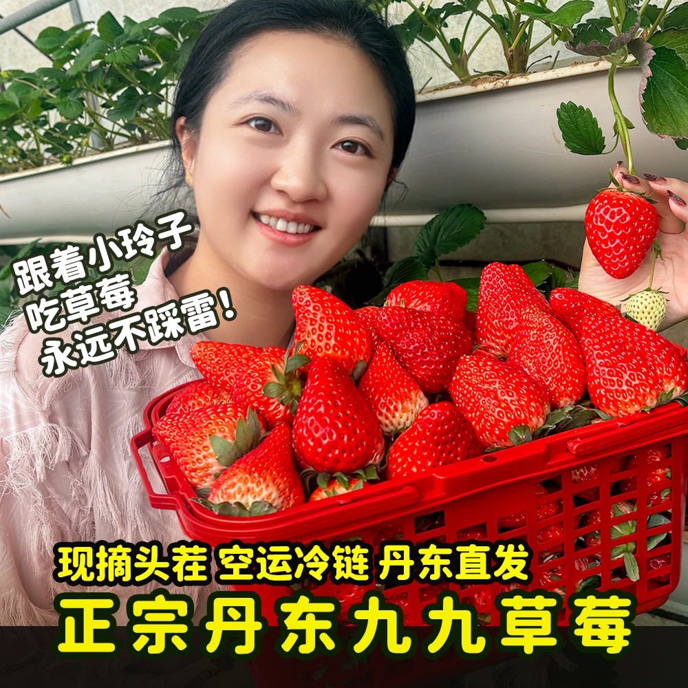 丹东【正宗】红颜99草莓现摘新鲜牛奶大草莓应季孕妇水果京东顺丰