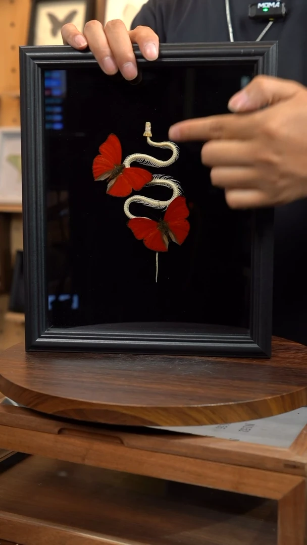 血漪双蝶+蛇骨标本