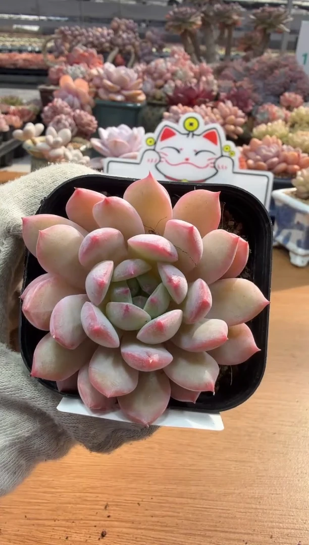 东云多肉园三店-66