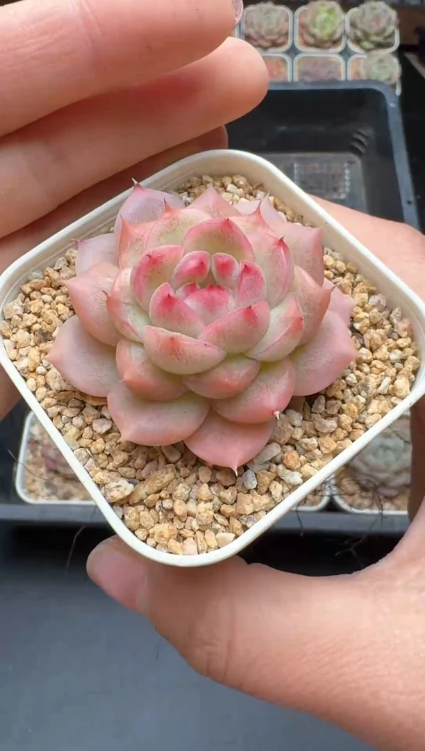 【闪购商品】319号一物一拍珍妮多肉花卉植物3颗起发