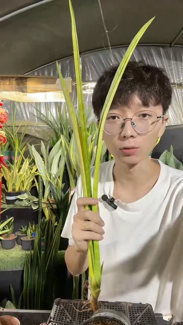 5号爪哇锦裸根69