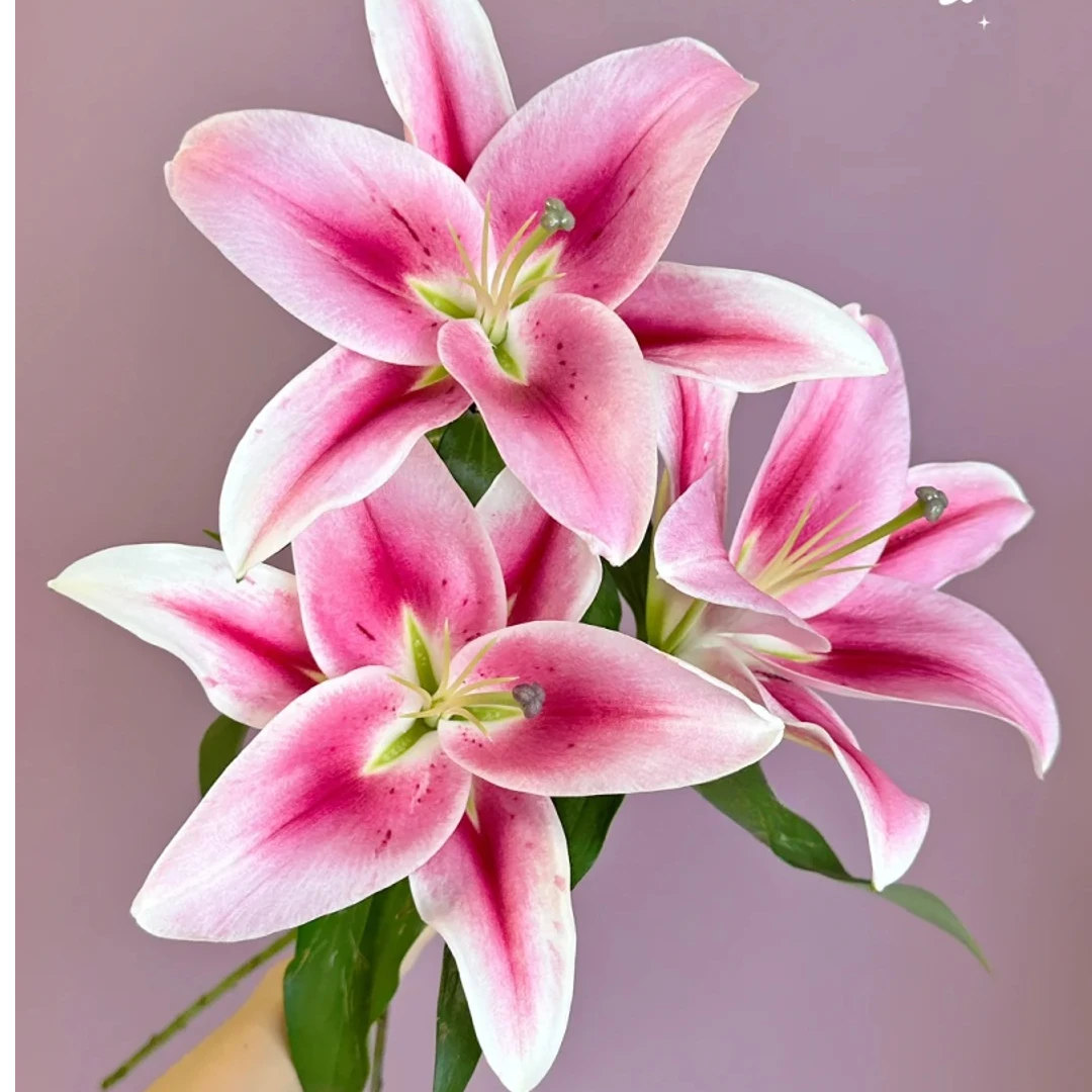 【马伦哥百合】香水百合云南鲜花一单包邮包邮 发货后不支持退款