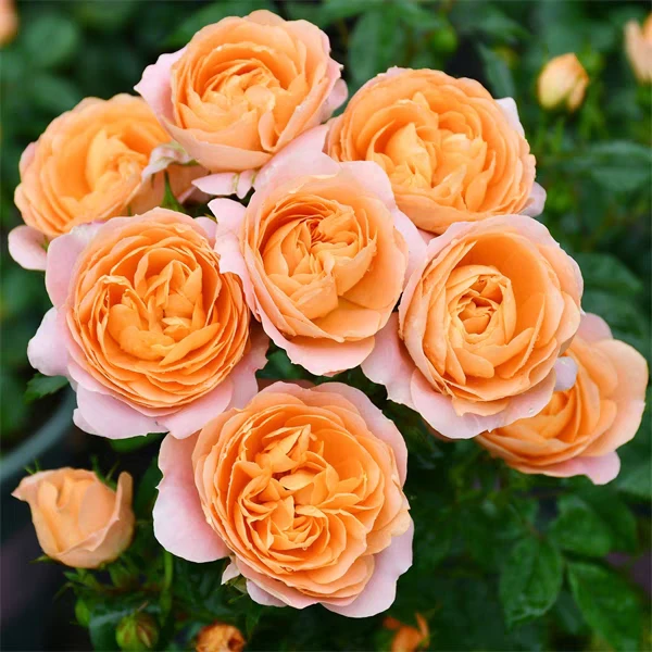 果汁阳台系列品种