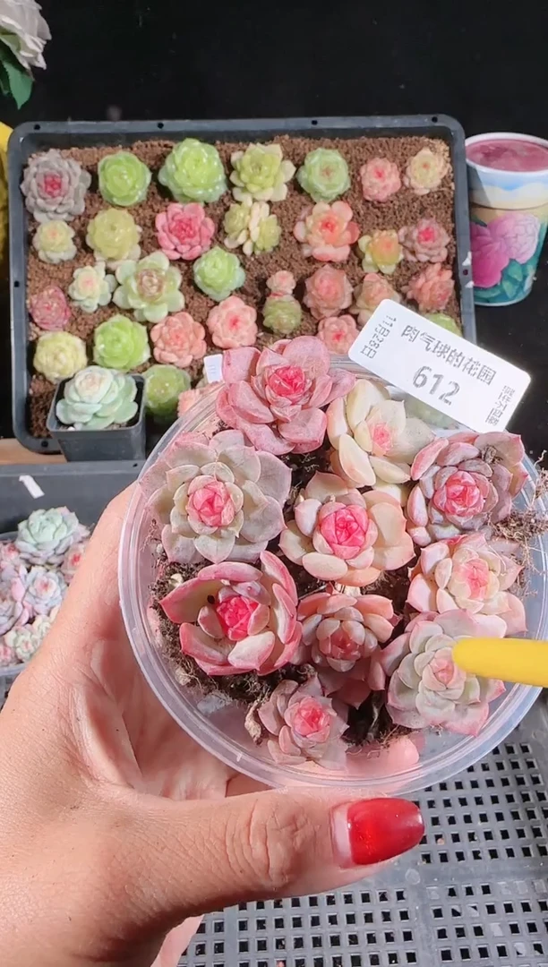 多肉1128-612切糕群生不包整