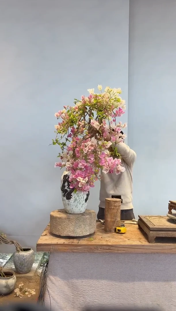 以实际为准三角梅42