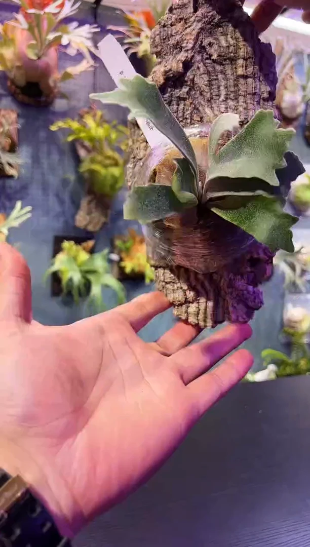 完全开放软木骨刺