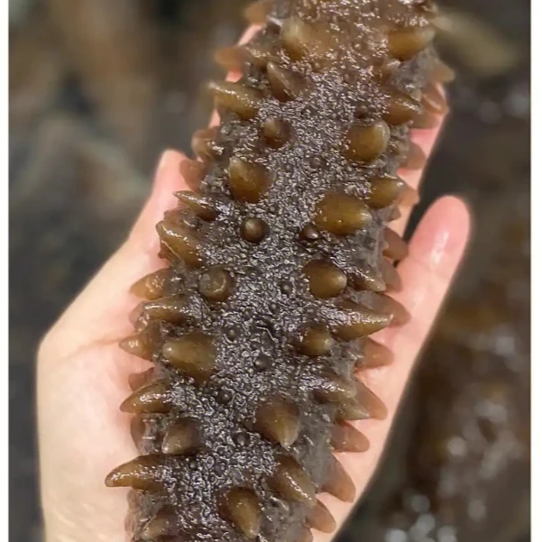 爽口赞大连顶 级5头高刺新鲜鲜食海参