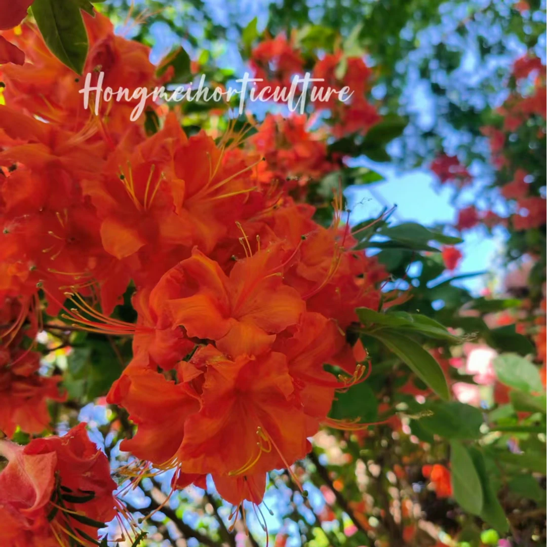 红梅园艺落叶杜鹃-王妃【基地直发】大株