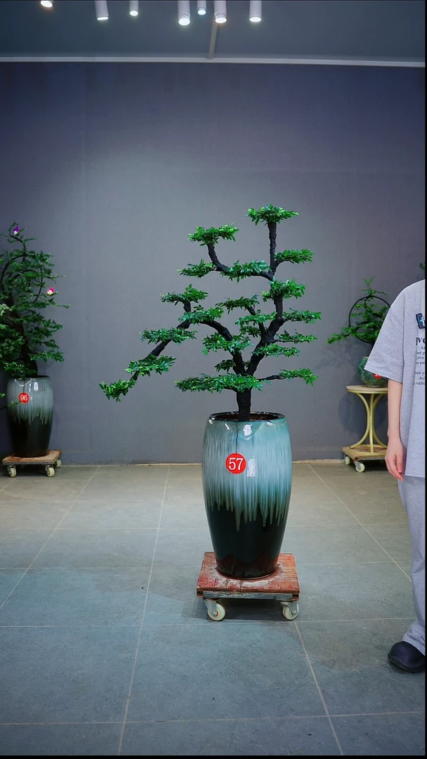 当前无花朵，栽培后可花朵夜***夜一物一拍绿植