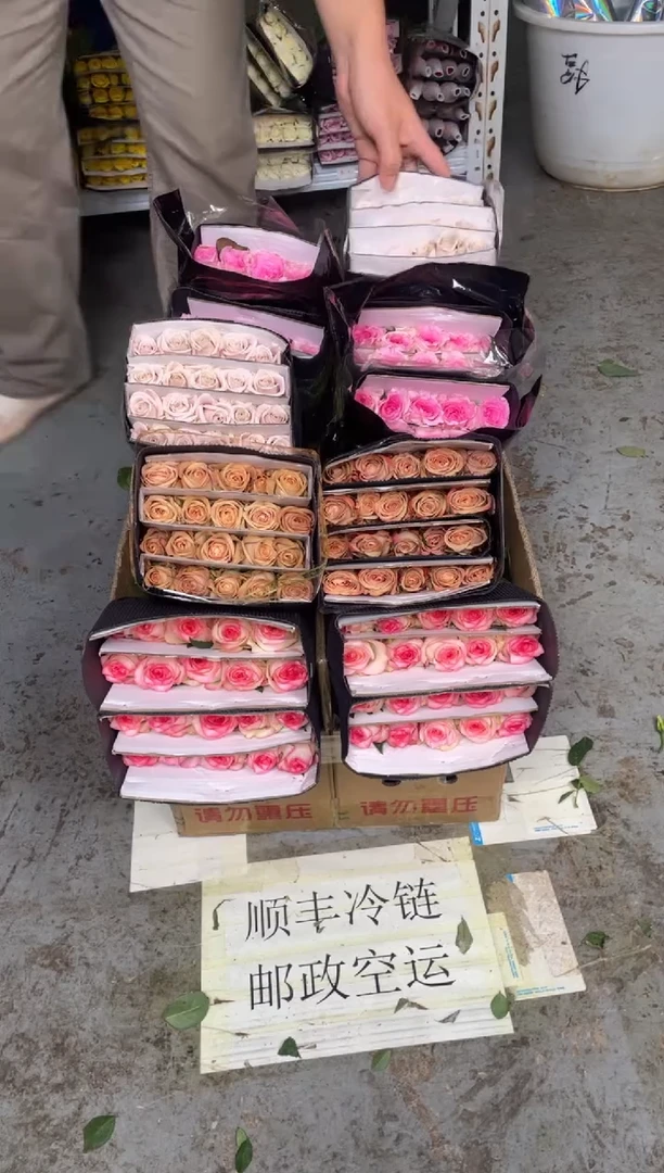 艾沙20枝+卡布20枝+洛神20枝+曼塔20枝
