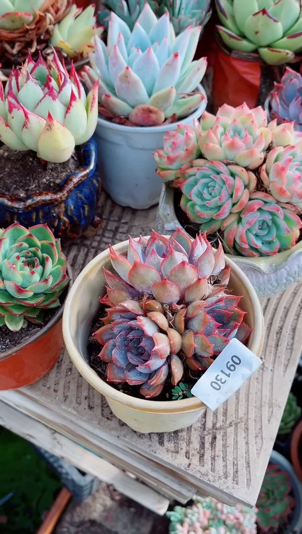 09130多肉植物一物一拍