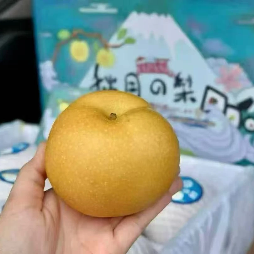 源心秋月梨（超大果）