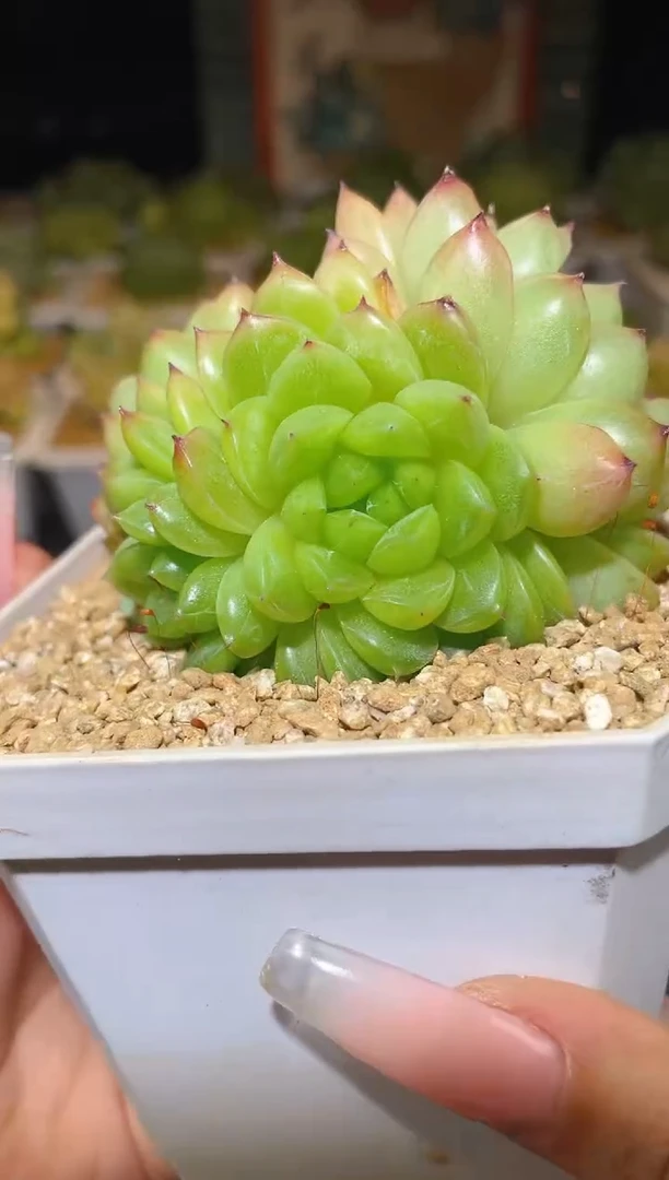 001珍妮麦秆一物一拍