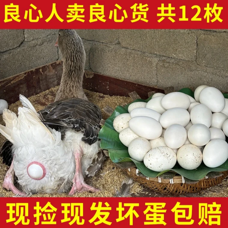 A农家土鹅蛋大鹅蛋110-130克（双黄居多）破损包赔