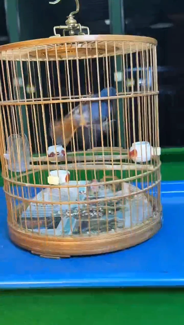 虎皮鹦鹉10号石燕养笼0元起拍