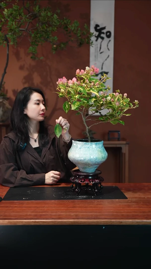 无花朵三角梅盆景盆景盆景