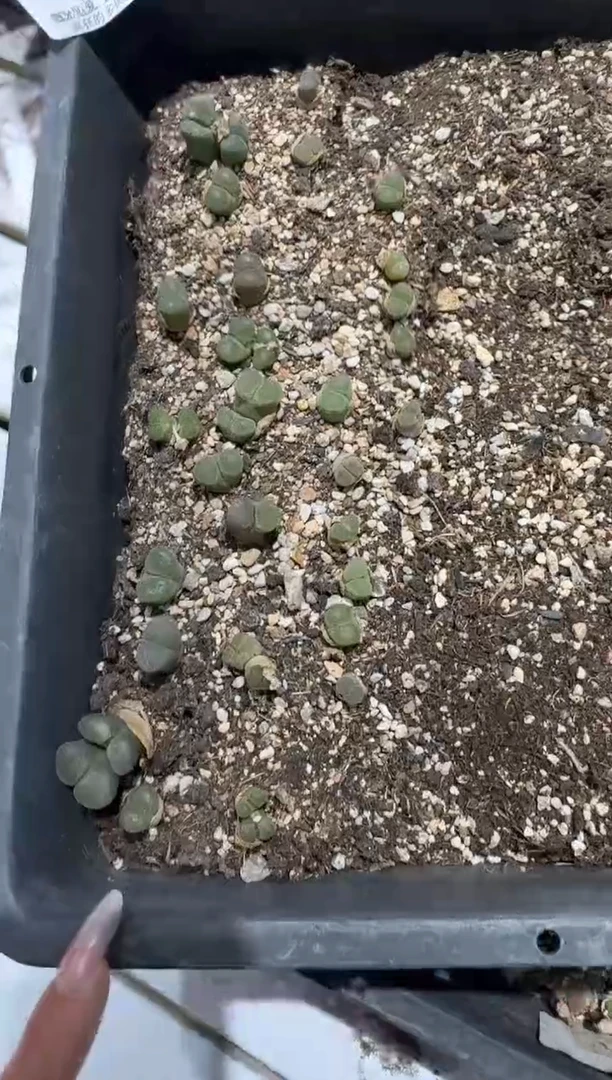27-190多肉植物肉锥脱土发