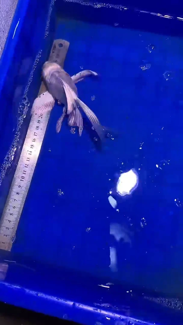 蝴蝶鲤鱼蝴蝶鲤直播选鱼专用链接 凭开箱视频售后