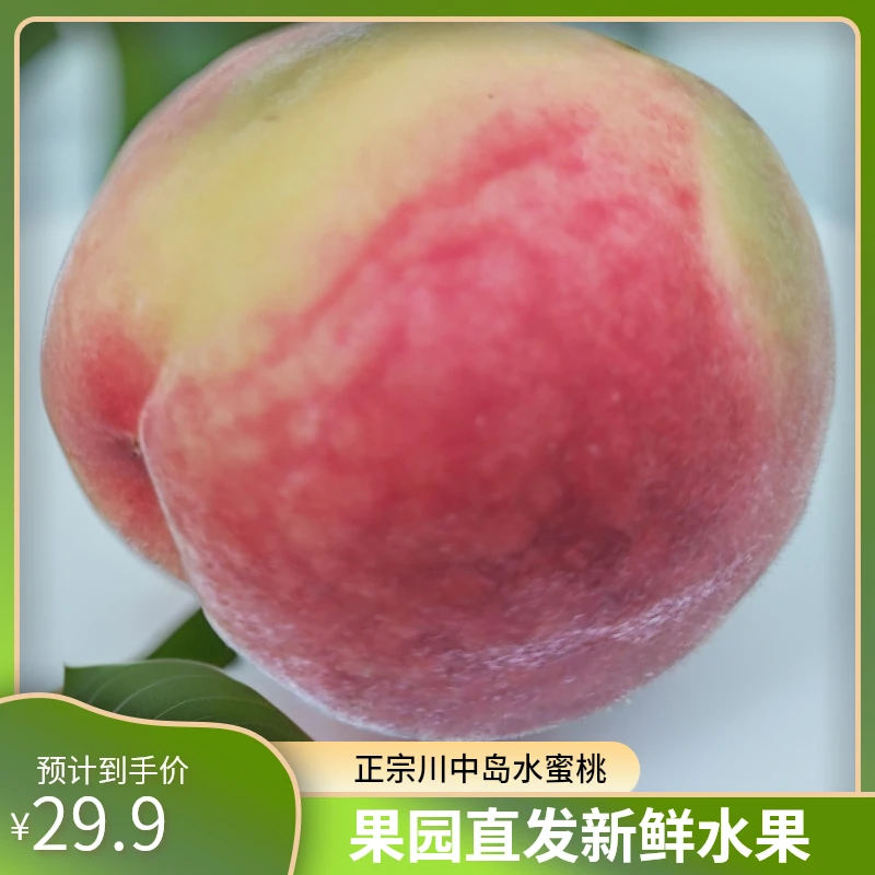 2025 年 正宗川中岛水蜜桃果园直发脆甜可口新鲜水果产地直发