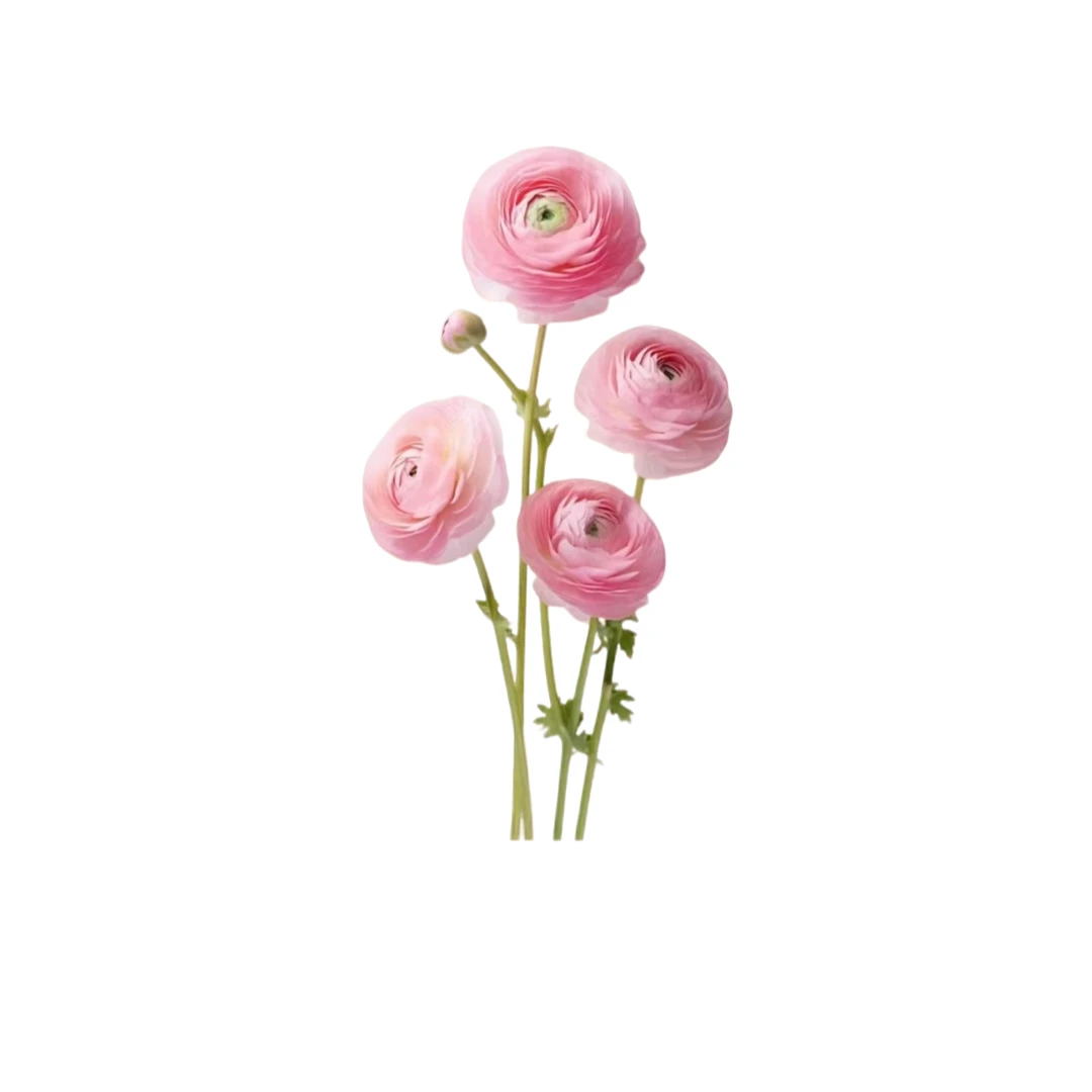 【洋牡丹】云南鲜花  时令花材 云南鲜花基地直发