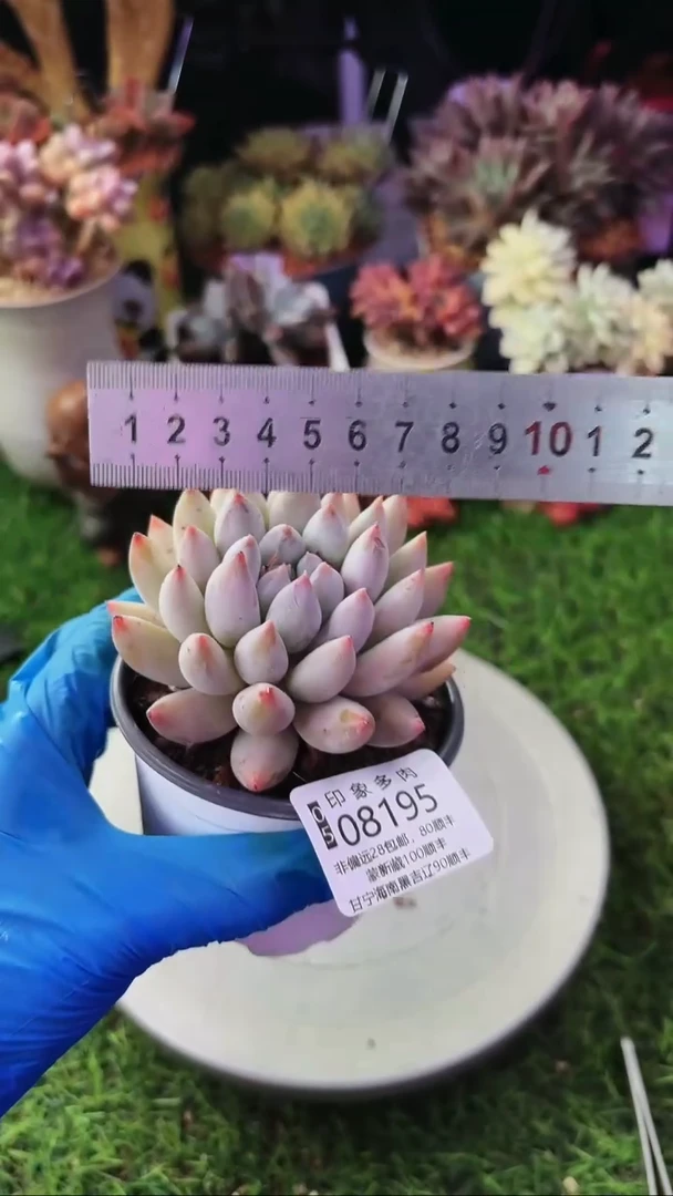 昆明印象多肉08195