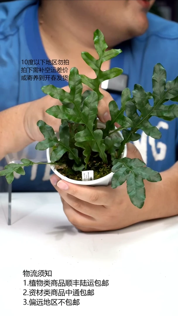 完全开放侏儒团叶斛蕨