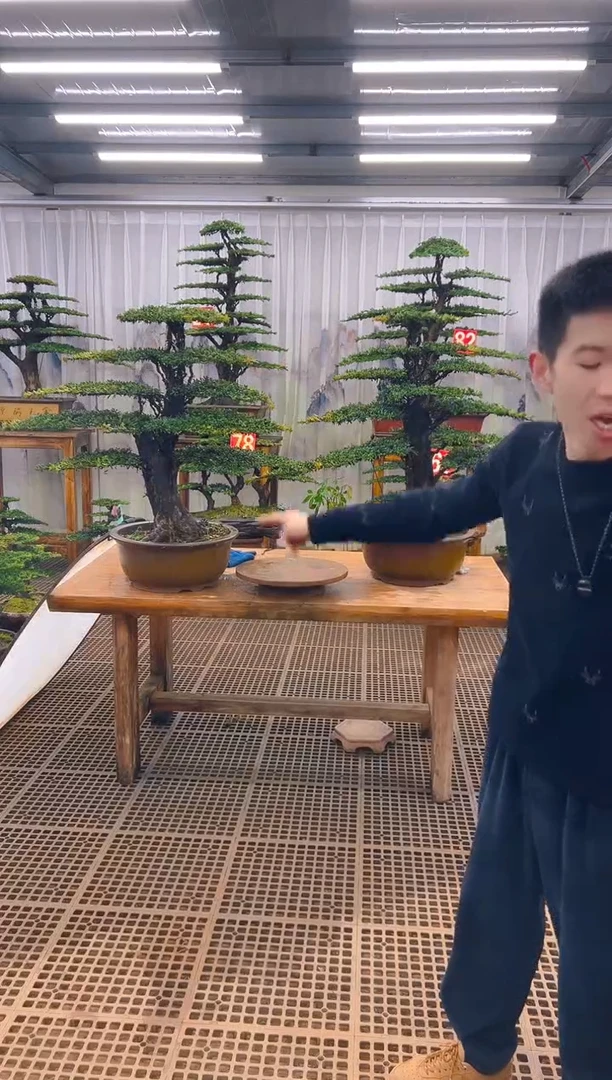 无花朵吴*侠精品盆景直播间一物一拍