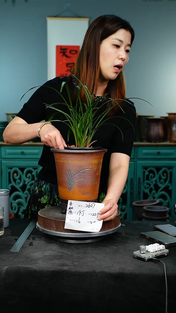 紫砂花盆花卉园艺2627