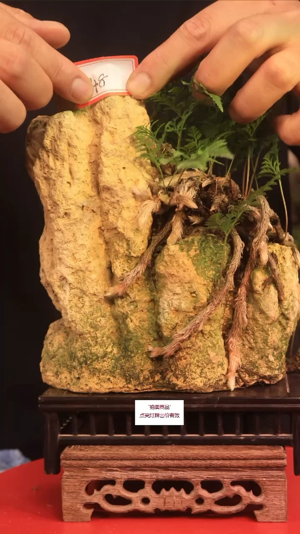 无花朵ぃ****っC50草本植物