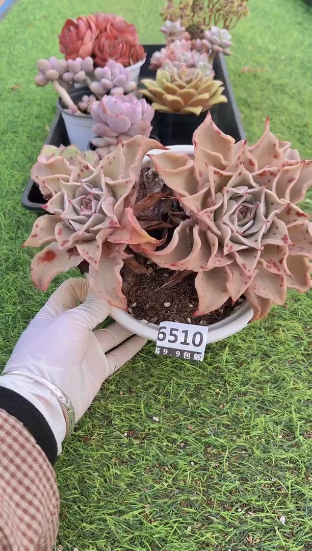 【闪购商品】信福多肉一物一拍