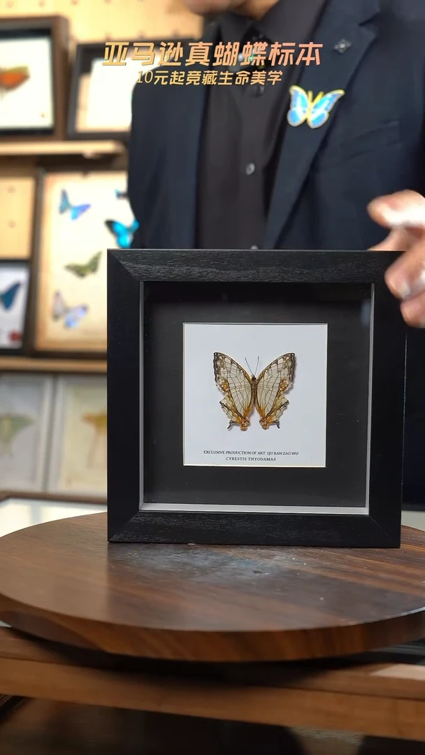 网丝蛱蝶6寸方框