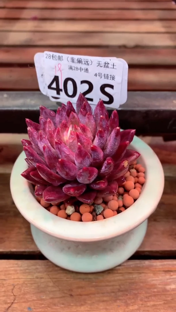 402S（一物一拍，精品多肉，所见即所得 ）