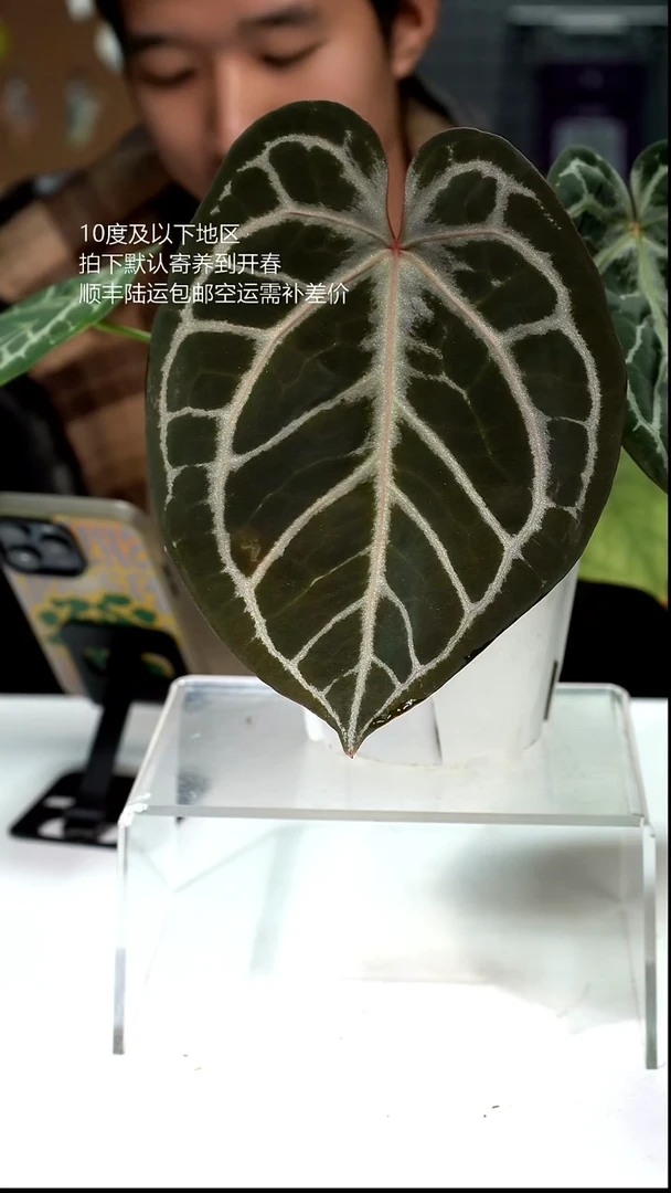 完全开放080-HU红虎