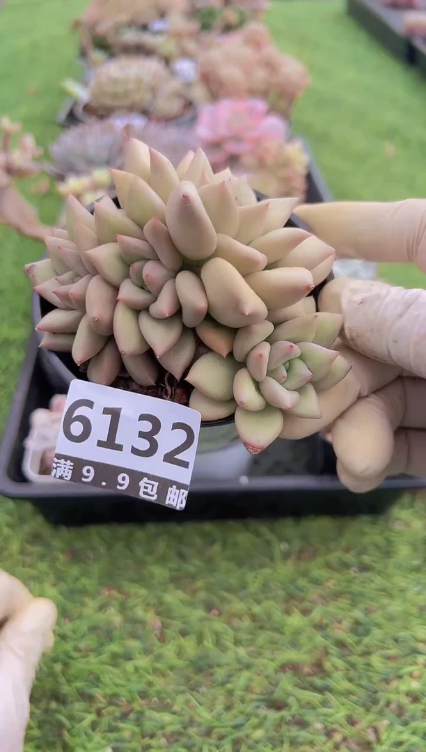 【闪购商品】信福多肉一物一拍