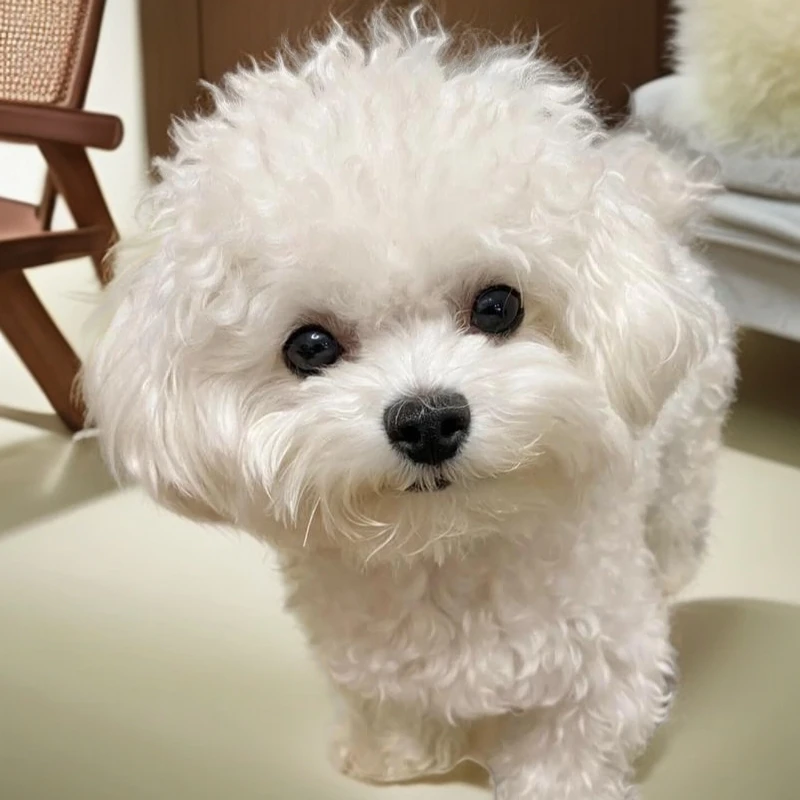 直播间狗狗挑选一可爱一拍